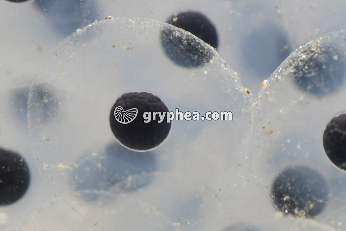 Grenouille rousse - Embryons dans leur gangue (stade morula) - gryphea.com